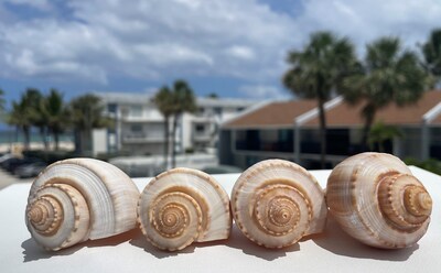 4 pcs.  Atlantic Whelk Sea Shell . Ocean shells. Decor for marine aquariums, interiors, shell showcases. shells for home, large shells. - image2